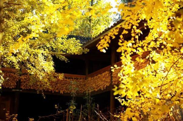在最美的季節(jié)遇見你 雅居樂“上山下?!斌w驗(yàn)行
